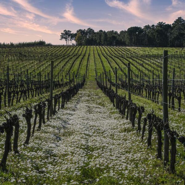 Campo Vinhas Primavera
